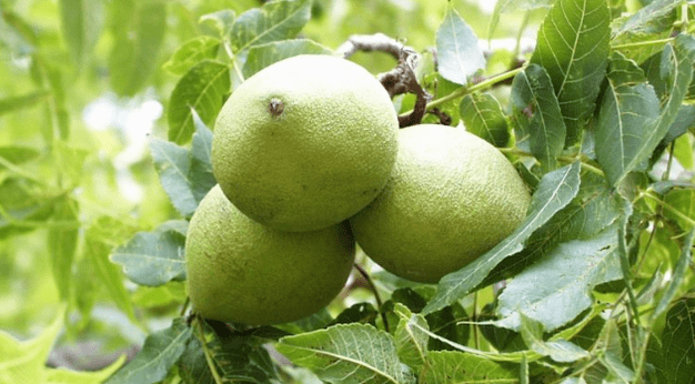 Limpieza de parásitos con una cáscara de nueces