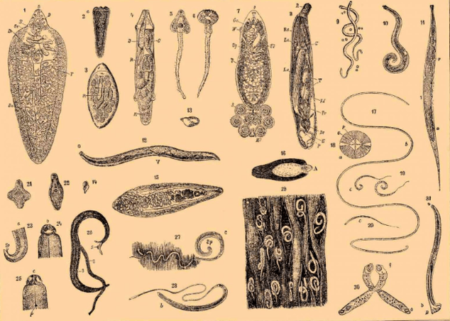 Tipos de parásitos en el cuerpo humano y donde viven