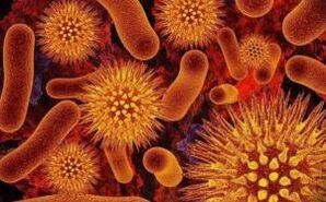 tipos de parásitos en el cuerpo humano