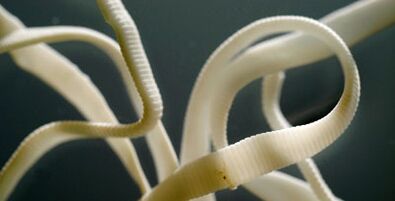 parásito plano del cuerpo humano